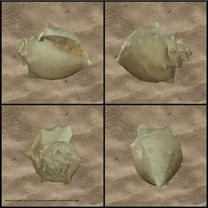 sea seashell shell 3d obj