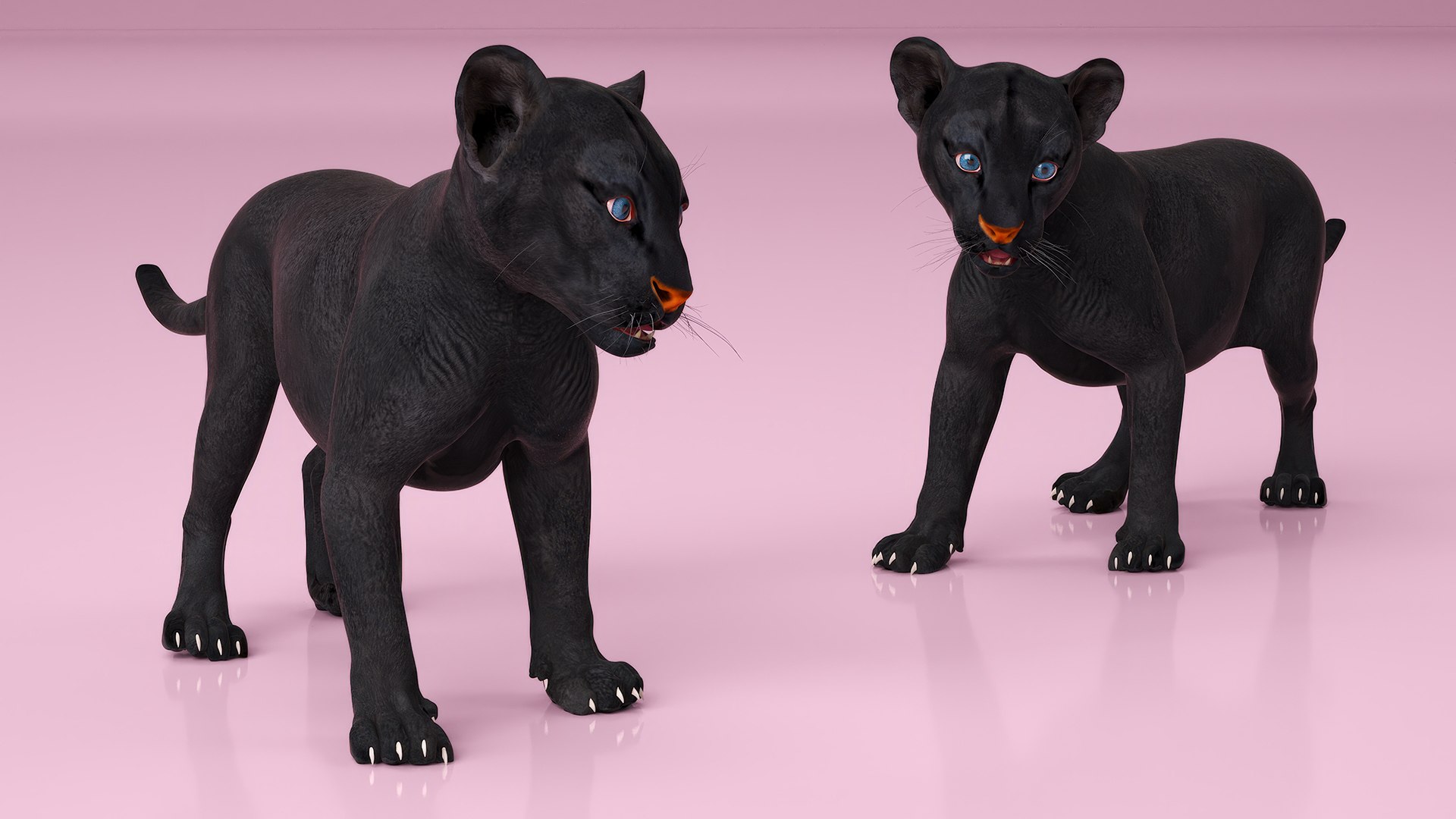Baby Black Panther Cub 3D model https://p.turbosquid.com/ts-thumb/9L/d2Ks01/8v/baby_black_panther_cub_006/jpg/1736848766/1920x1080/fit_q87/0d63fc0a8b5b2a7936707f04bac267f45b659cce/baby_black_panther_cub_006.jpg