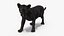 Baby Black Panther Cub
