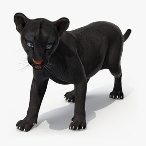 Baby Black Panther Cub 3D model