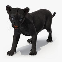 Baby Black Panther Cub
