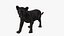 Baby Black Panther Cub