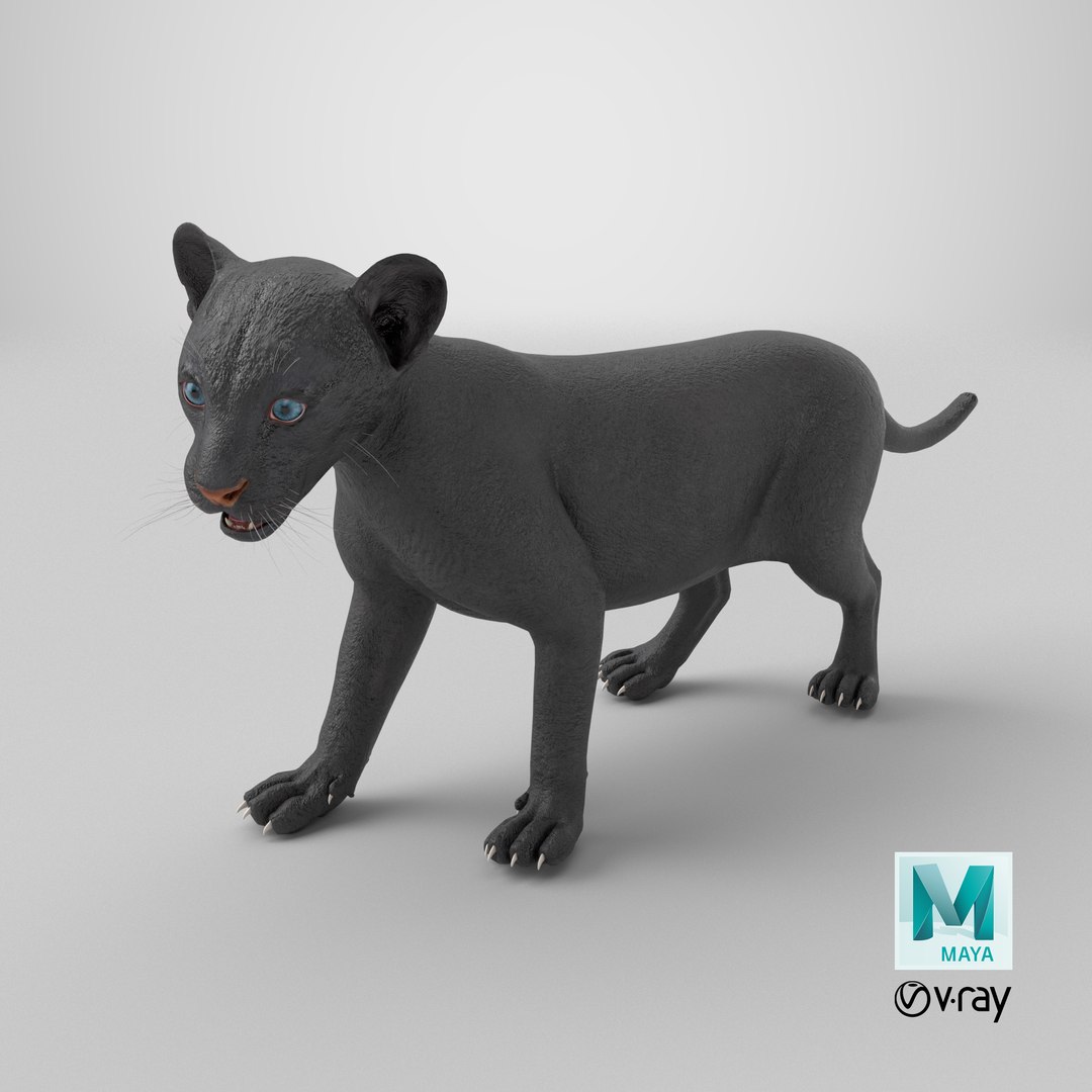 Baby Black Panther Cub 3D model https://p.turbosquid.com/ts-thumb/9L/d2Ks01/Wv/stemcell_maya_vray_render/png/1739254975/1920x1080/fit_q87/4985da102a51c2aba1568701264bb5b54815fe30/stemcell_maya_vray_render.jpg
