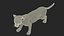 Baby Black Panther Cub