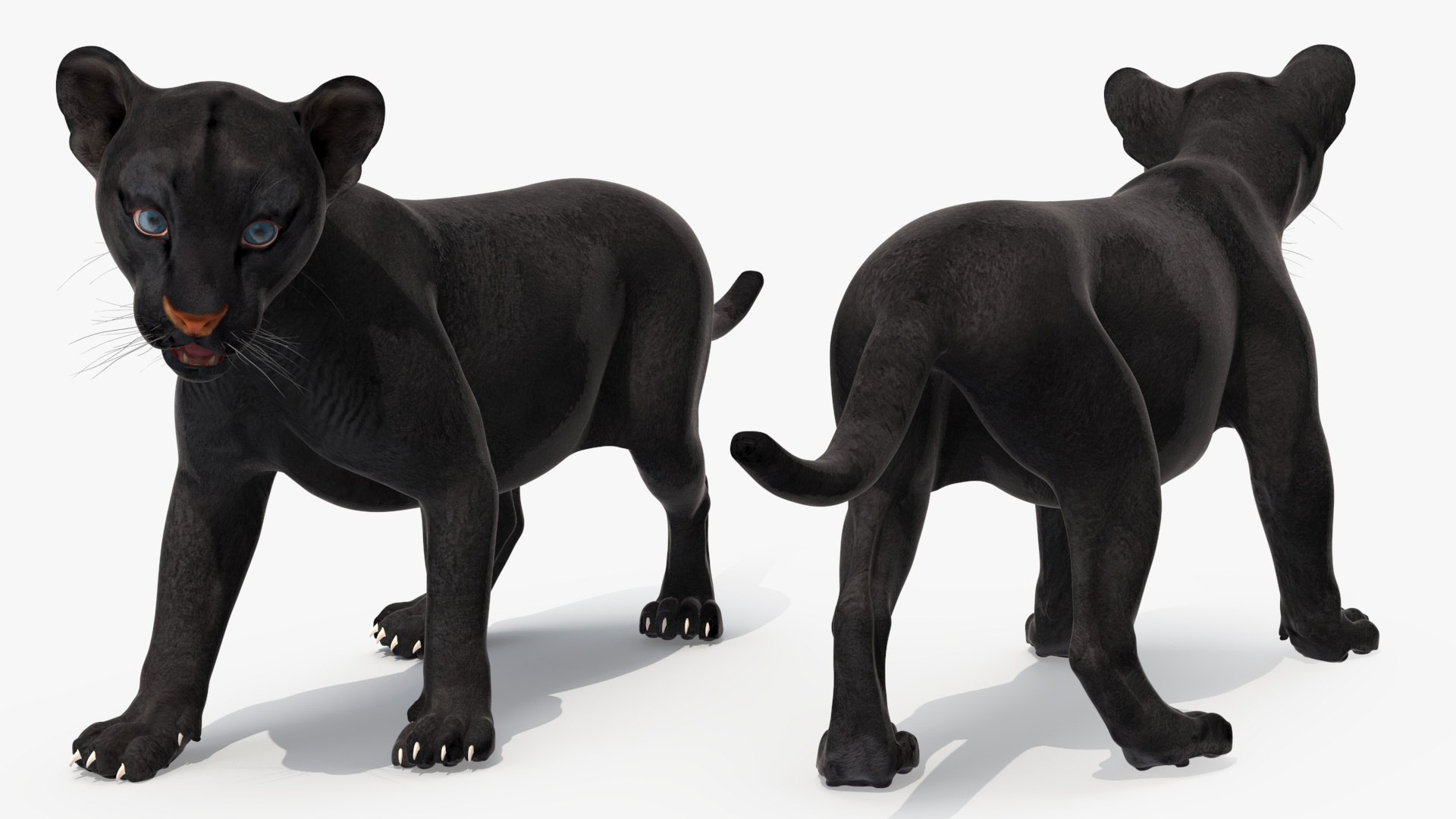 Baby Black Panther Cub 3D model https://p.turbosquid.com/ts-thumb/9L/d2Ks01/or/baby_black_panther_cub_007/jpg/1736848773/1920x1080/fit_q87/37b03bc9d272add7e1fbbd84ed80245cf4b58e1f/baby_black_panther_cub_007.jpg