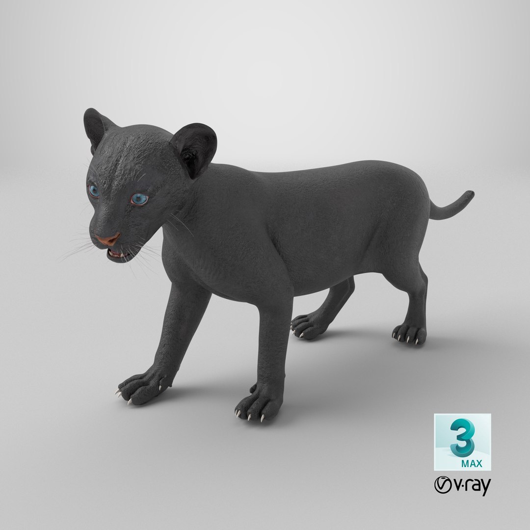 Baby Black Panther Cub 3D model https://p.turbosquid.com/ts-thumb/9L/d2Ks01/vD/stemcell_max_vray_render/png/1739254981/1920x1080/fit_q87/35d78ae682b36ffd0da747cb14fa68cf7e65e806/stemcell_max_vray_render.jpg