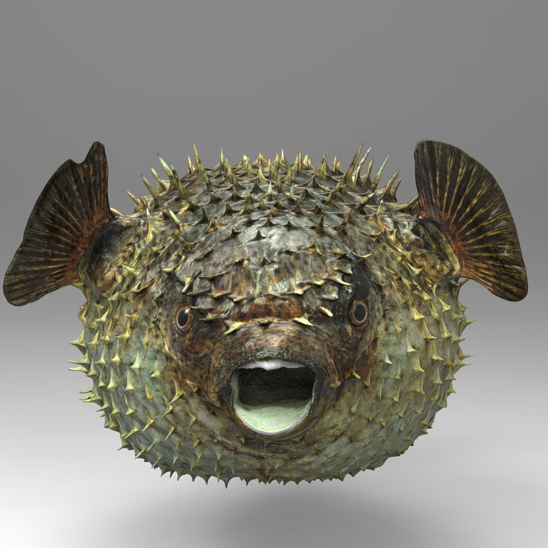 3d fugu fish model https://p.turbosquid.com/ts-thumb/9L/eUBhni/1ICSMWMY/fish01.134/jpg/1467027387/1920x1080/fit_q87/84ff4d1c62b17b94b9e3453b227ef9d330375b0d/fish01.134.jpg