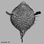 Fugu Fisch