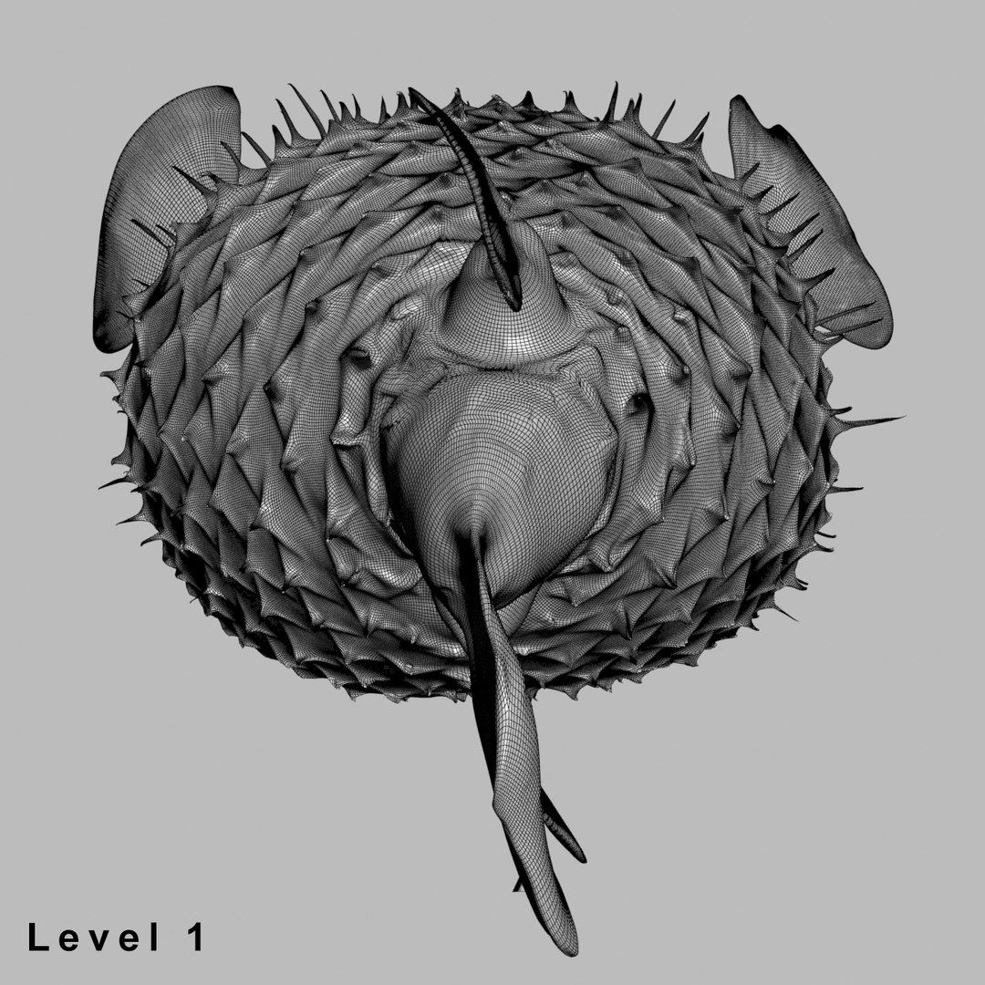 3d fugu fish model https://p.turbosquid.com/ts-thumb/9L/eUBhni/4E0s3iWj/wire013/jpg/1467027387/1920x1080/fit_q87/eecb3dd5497cdc33bfc3f0ce616574deba283fff/wire013.jpg