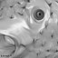 Fugu Fisch
