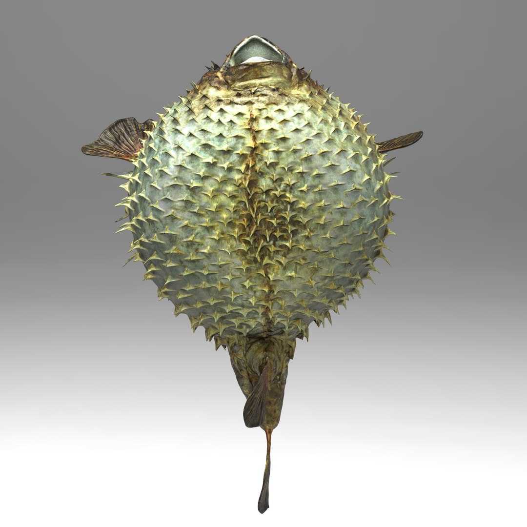 3d fugu fish model https://p.turbosquid.com/ts-thumb/9L/eUBhni/B0M8Kslh/fish01.135/jpg/1467027387/1920x1080/fit_q87/f1c1fa4b0aeca9095017b98cb20470b1bc661712/fish01.135.jpg