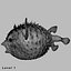 Fugu Fisch