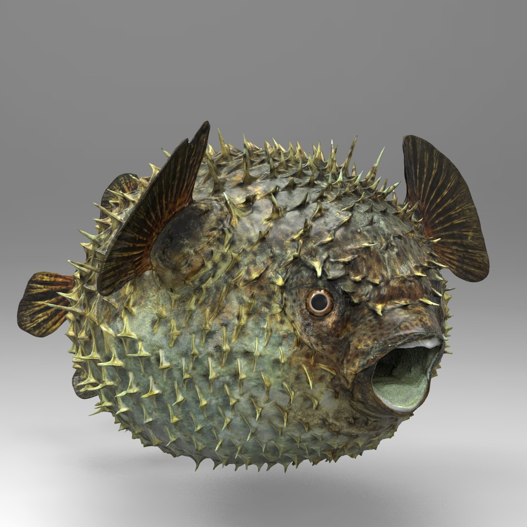 3d fugu fish model https://p.turbosquid.com/ts-thumb/9L/eUBhni/BJkG5M3N/fish01.133/jpg/1467027387/1920x1080/fit_q87/fc7327c1b7e1f0ab4cbe4f8c6056718e52dfab06/fish01.133.jpg