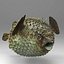 Fugu Fisch