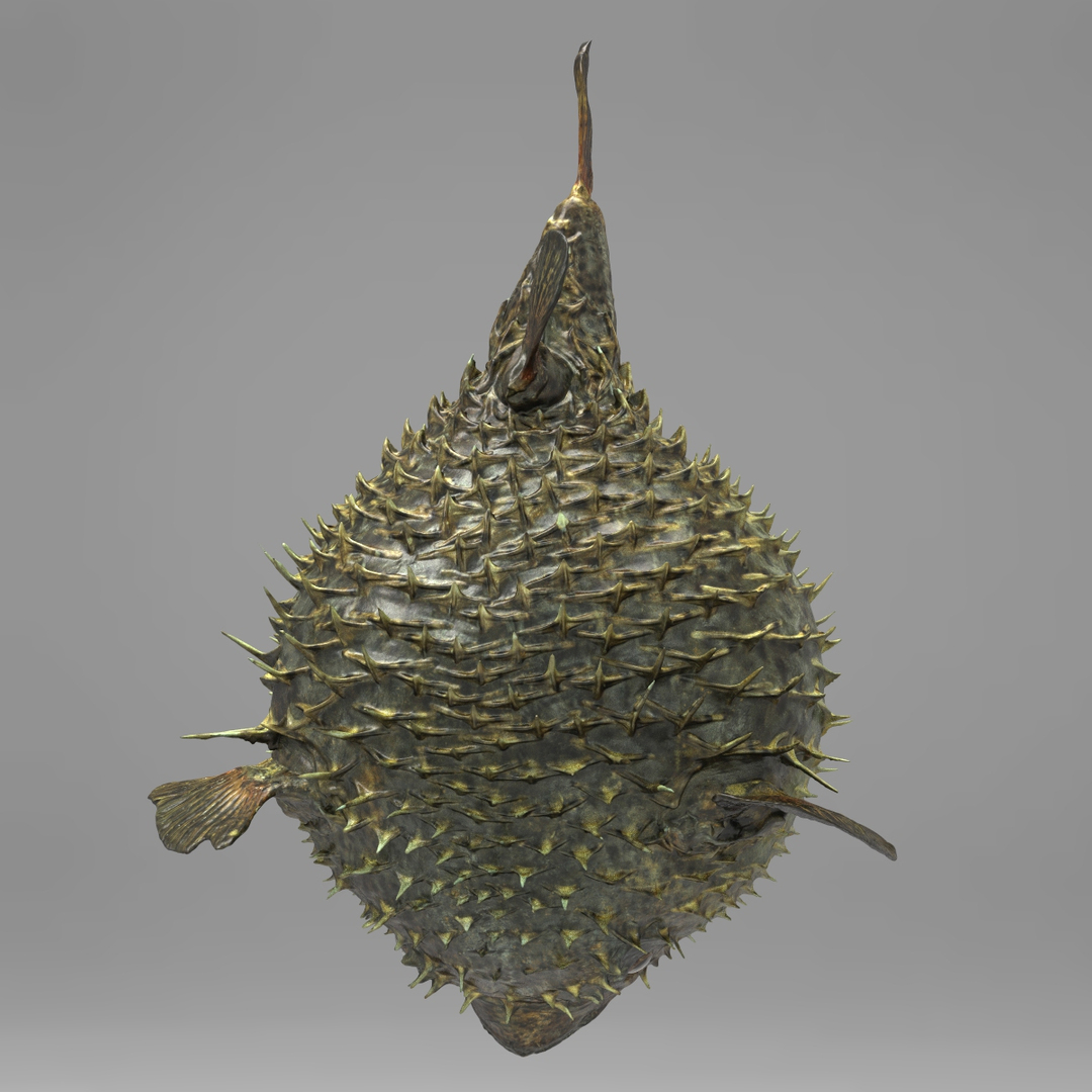 3d fugu fish model https://p.turbosquid.com/ts-thumb/9L/eUBhni/DB6pyg48/fishb/jpg/1467028284/1920x1080/turn_fit_q99/f9c1464d17c8923f354bade39fe1c97d32bc4adb/fishb-1.jpg