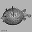 Fugu Fisch