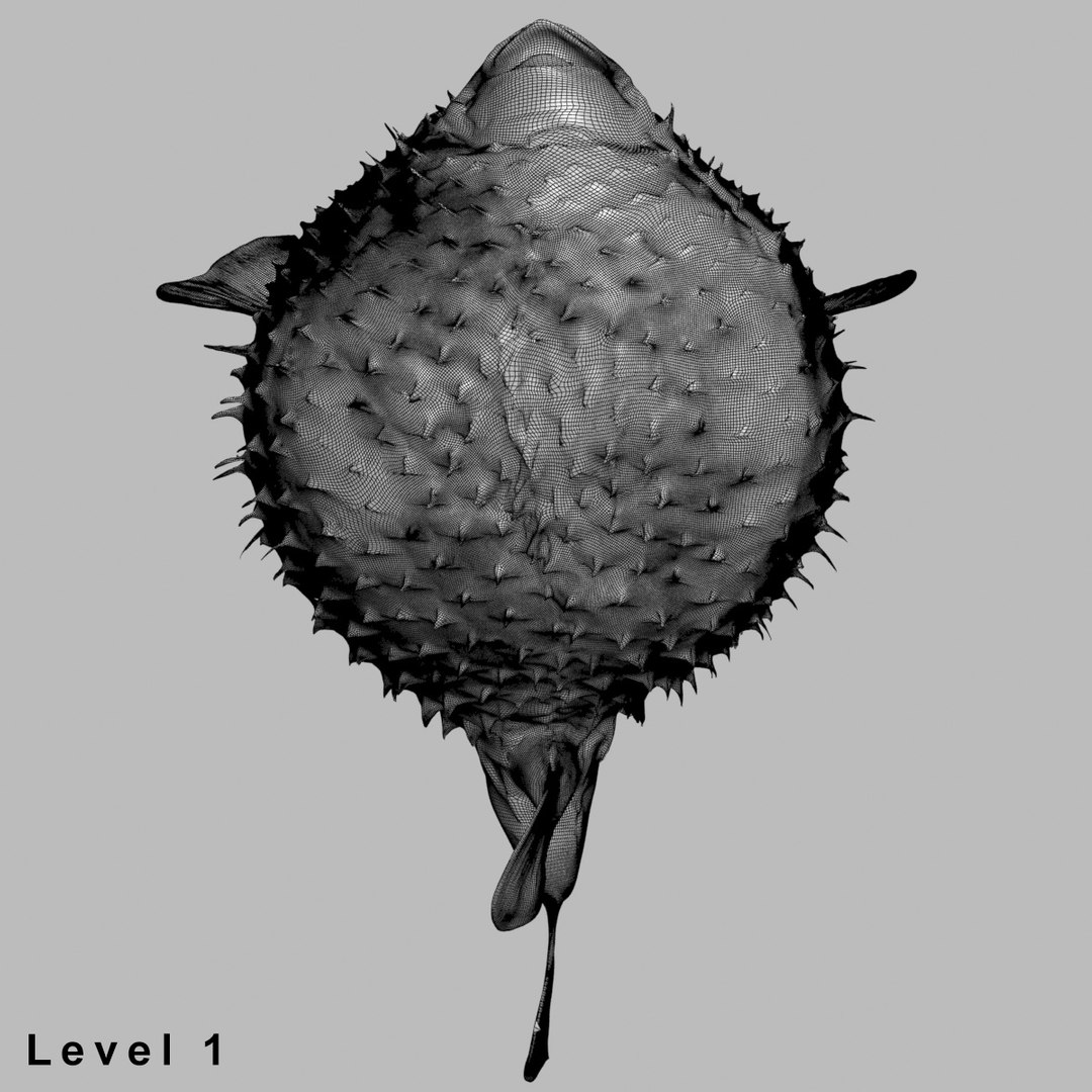 3d fugu fish model https://p.turbosquid.com/ts-thumb/9L/eUBhni/VTAWMLwj/wire016/jpg/1467027387/1920x1080/fit_q87/033a0f9eca8367d664ced329a619a07f393af62e/wire016.jpg