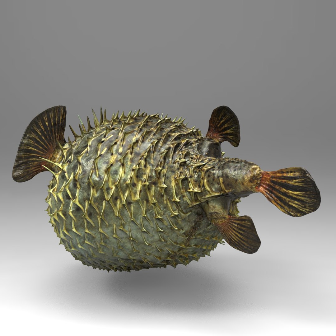 3d fugu fish model https://p.turbosquid.com/ts-thumb/9L/eUBhni/jsVhUVCe/fish01.131/jpg/1467027386/1920x1080/fit_q87/adc0ea2dceca2e23a8994a1f893f3d6add6ee291/fish01.131.jpg
