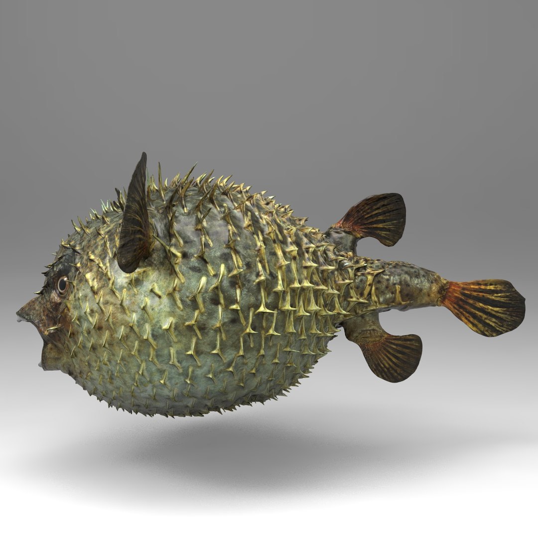 3d fugu fish model https://p.turbosquid.com/ts-thumb/9L/eUBhni/l5qCO3K3/fish01.130/jpg/1467027386/1920x1080/fit_q87/03575f49a8fdd05624cea8dc4029a69a508f5ec7/fish01.130.jpg