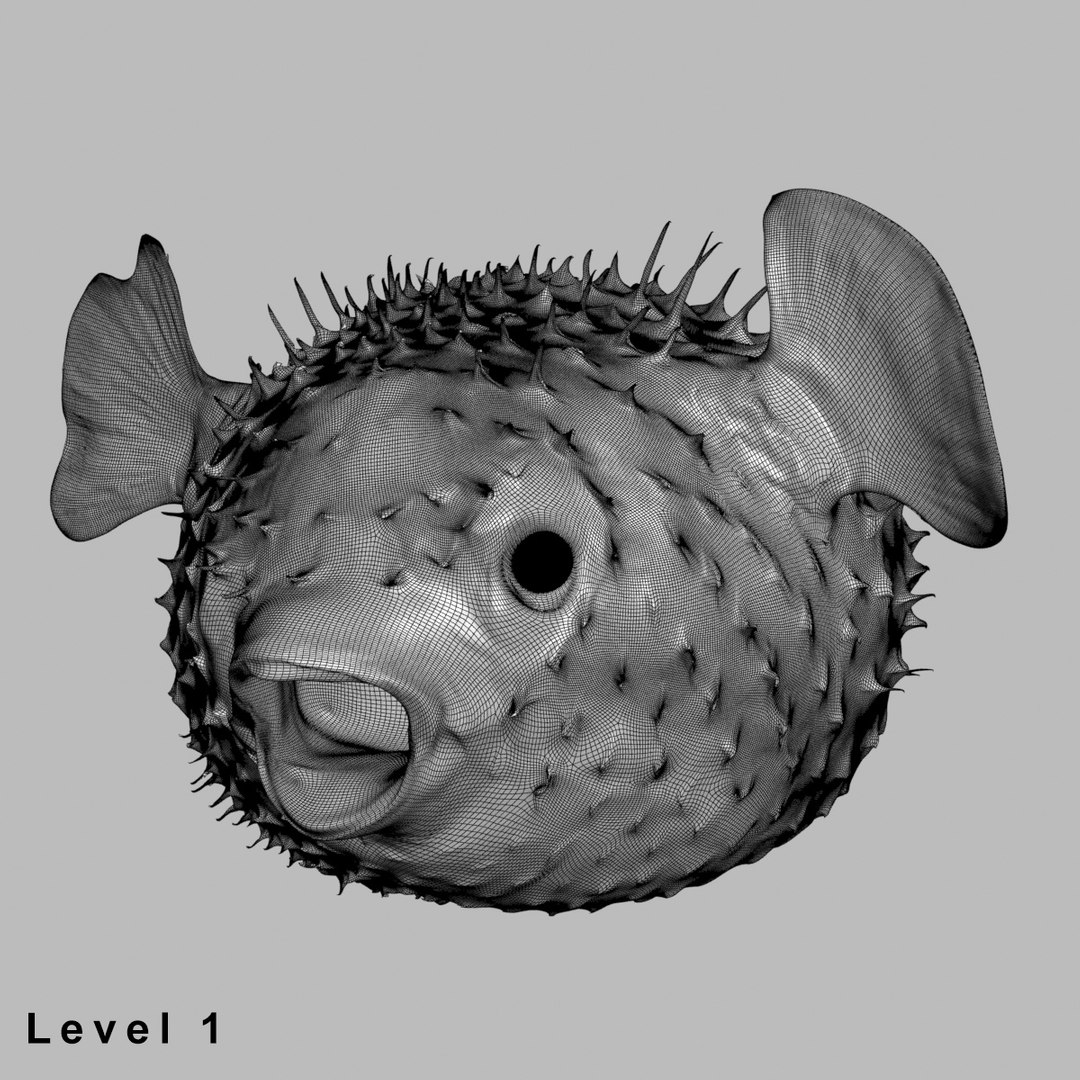3d fugu fish model https://p.turbosquid.com/ts-thumb/9L/eUBhni/lSCeF2rr/wire011/jpg/1467027387/1920x1080/fit_q87/7a14d121fa87a268024b1ad590402969f164abd3/wire011.jpg