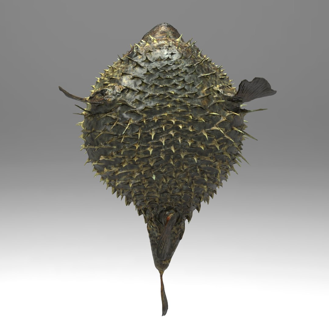 3d fugu fish model https://p.turbosquid.com/ts-thumb/9L/eUBhni/ovtR7YN5/fish01.136/jpg/1467027387/1920x1080/fit_q87/e1844f42f793fc776f5e3d92b149a0c774b03b2f/fish01.136.jpg