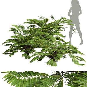 3D New Plant High detail Angiopteris Fokiensis Fern Forest