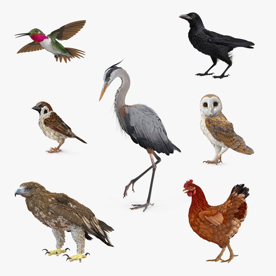 Birds Collection 2 3D model preview