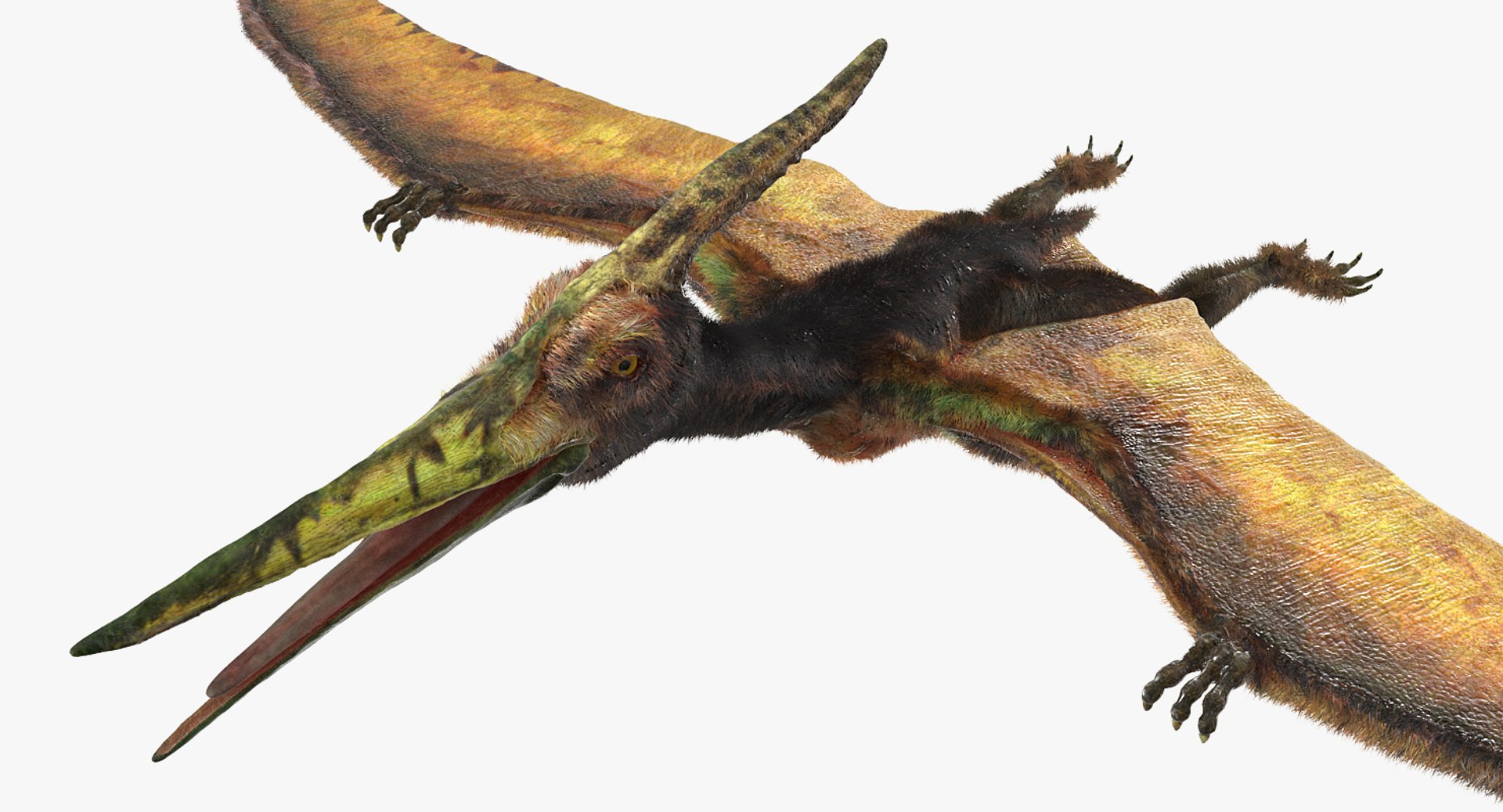 Pteranodon Flying Carnivorous Reptile Rigged with Fur 3D Model 3D model preview
