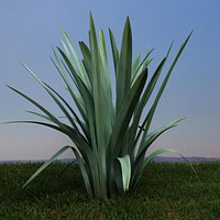 Phormium tenax - Fórmio