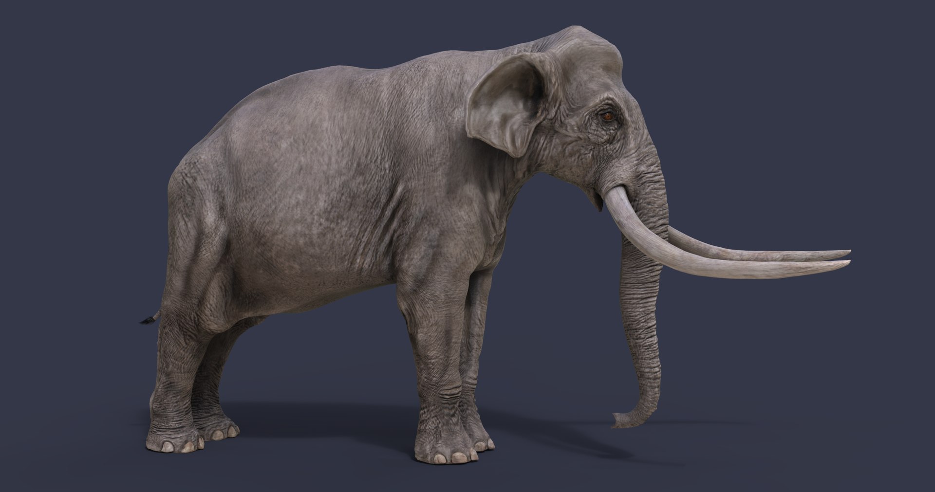 3D Palaeoloxodon Antiquus Model - TurboSquid 1723448