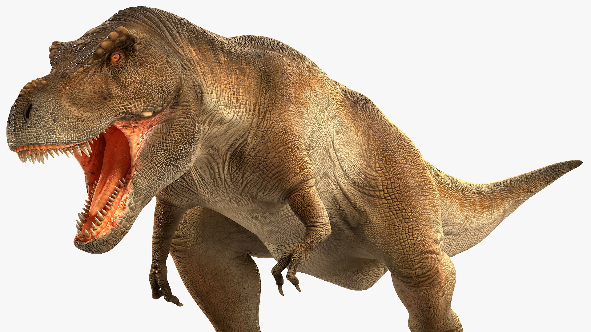 3D model tyrannosaurus rex roaring animal https://p.turbosquid.com/ts-thumb/9M/GEEdYt/ChGePapU/animatedtyrannosaurusrexroaringrigged3dsmodel010/jpg/1575268168/1920x1080/fit_q87/27328257f9d69ac9a1adfa65904e5f0441c270f3/animatedtyrannosaurusrexroaringrigged3dsmodel010.jpg
