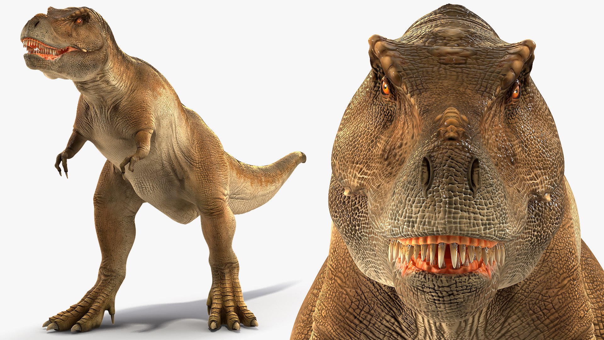 3D model tyrannosaurus rex roaring animal https://p.turbosquid.com/ts-thumb/9M/GEEdYt/VeIecY9S/animatedtyrannosaurusrexroaringrigged3dsmodel008/jpg/1575268167/1920x1080/fit_q87/4a222c1cfd03dfed5b7a3c9767ae4626ae0304ba/animatedtyrannosaurusrexroaringrigged3dsmodel008.jpg