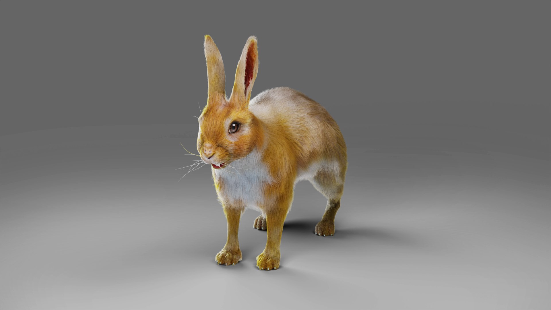 3D model Fur Gray Rabbit NO Rigged https://p.turbosquid.com/ts-thumb/9M/HP45h8/96/06/jpg/1657348468/1920x1080/fit_q87/677509aa24e8682f6e234386cdff2ea95dca4309/06.jpg