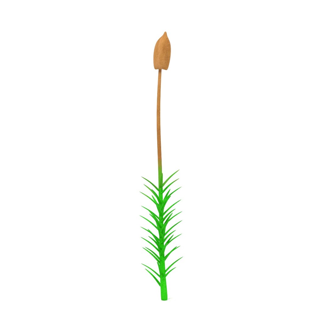moss plant 3ds https://p.turbosquid.com/ts-thumb/9M/OOLvN1/daVgA1re/moss1/jpg/1422021313/1920x1080/fit_q87/f11d22d511445a5a4f261cf0bd5ec0cbd787f09e/moss1.jpg