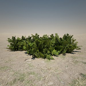 Small Bush