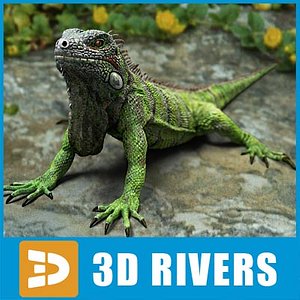lizards iguania iguanas 3d model