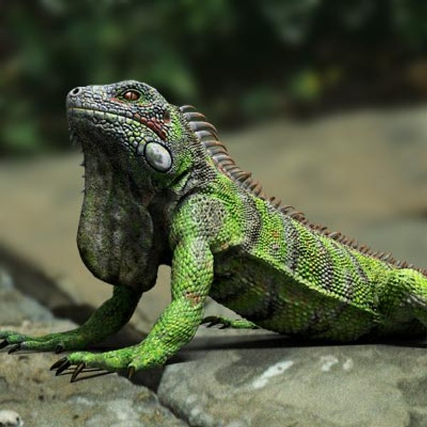 lizards iguania iguanas 3d model