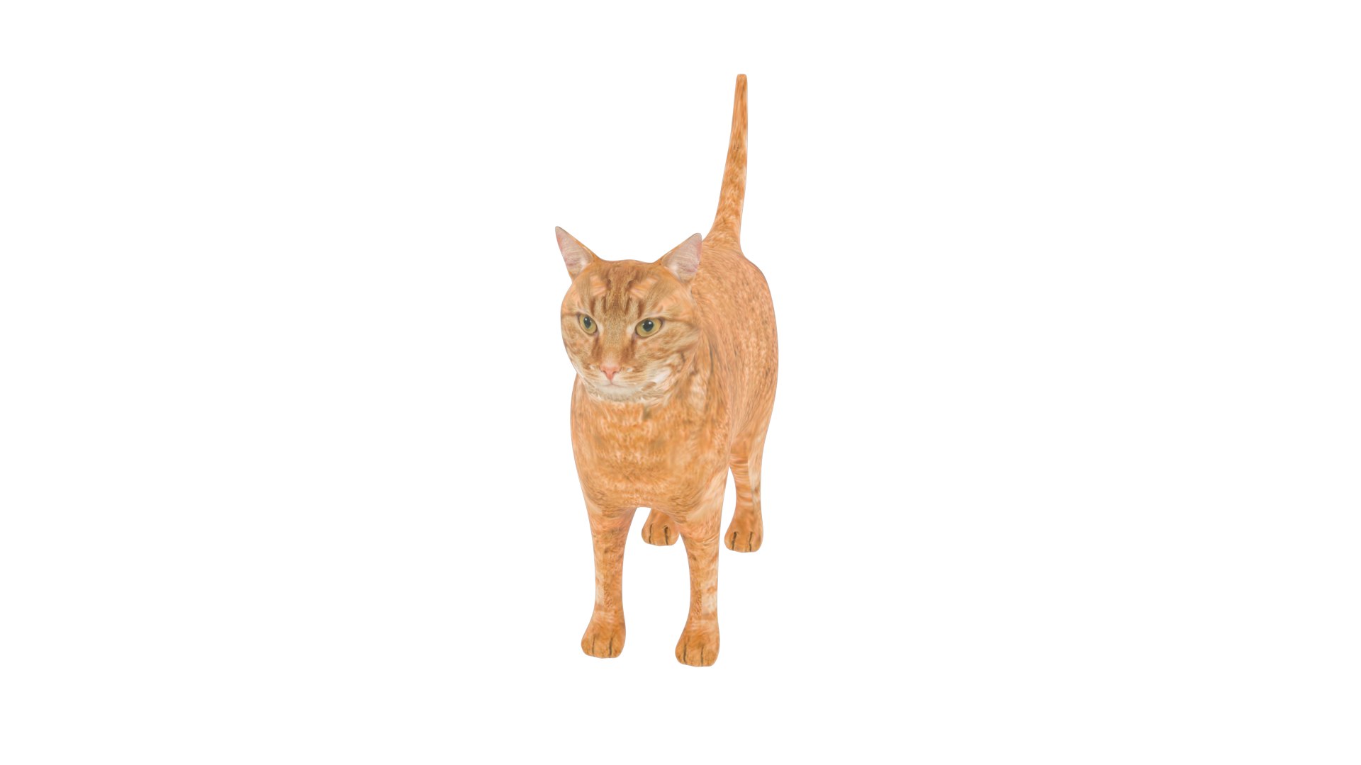 Cat low poly 3D https://p.turbosquid.com/ts-thumb/9M/qXBZRK/U8/red_cat_2/png/1712704701/1920x1080/fit_q87/a53c83734c1a37716fdc1cf276abfb42c1972718/red_cat_2.jpg