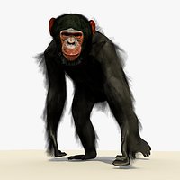 Chimp Walking Pose With (FUR)