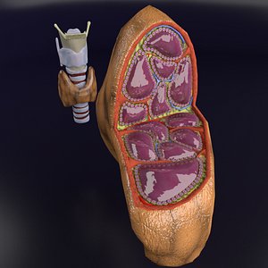 thyroid trachea larynx 3D