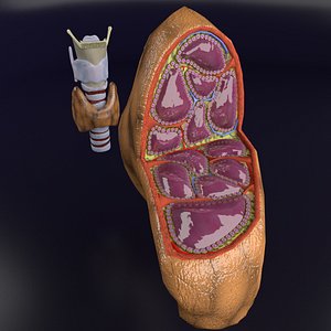 Thyroid anatomy microscopic larynx trachea