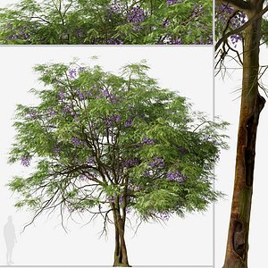 Set of Jacaranda mimosifolia or Blue Jacaranda Tree