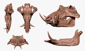 Animals Skulls Vol 1 model
