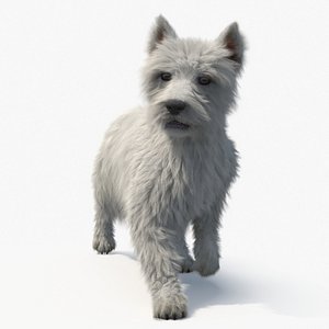 West Highland White Terrier Fur Rigged for Maya