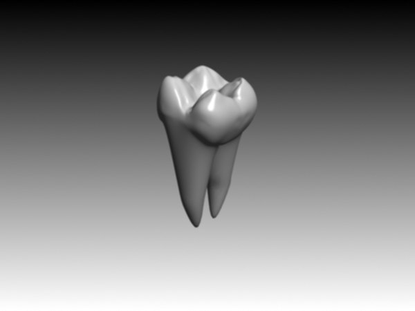 Зубы моляры и их особенности