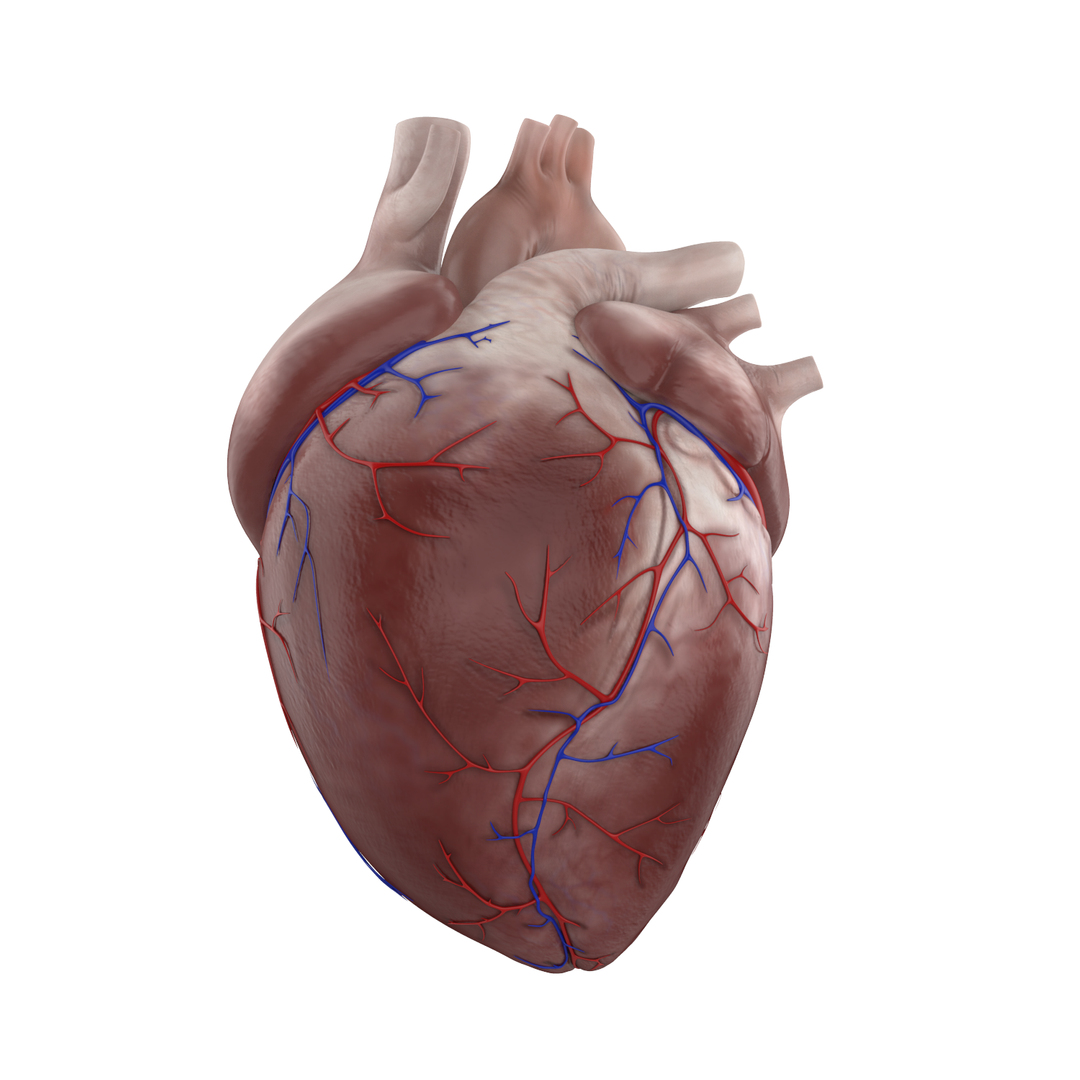 3D human heart - TurboSquid 1361659