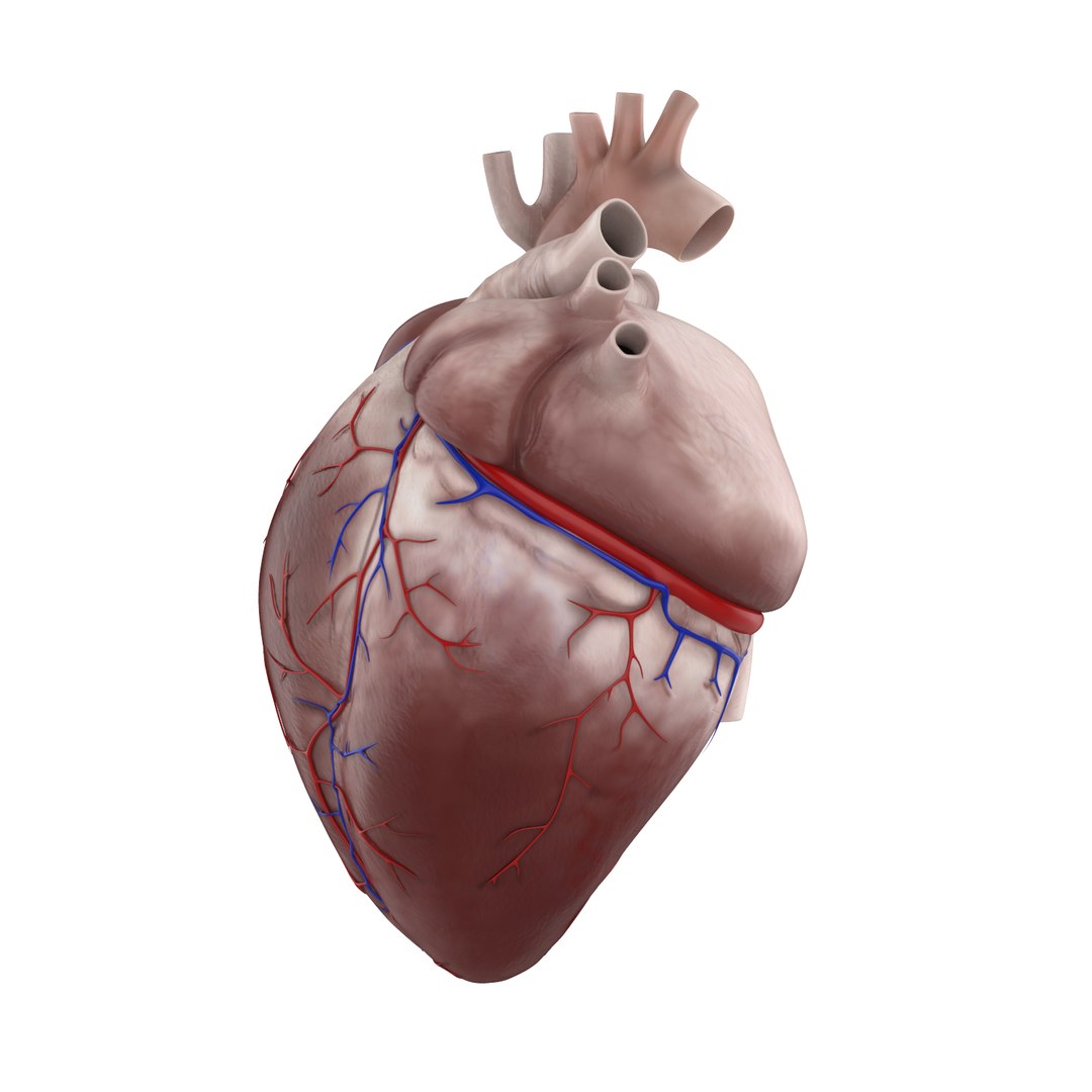 3D human heart - TurboSquid 1361659