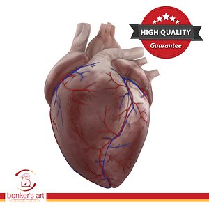 3D human heart
