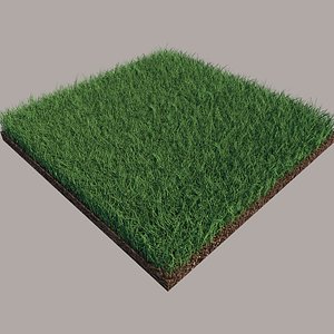 Grass