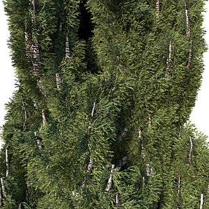 Cypress Mediterranean 3D model